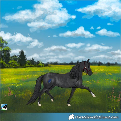 Horse Color:Black Rabicano 