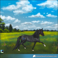 Horse Color:Black Rabicano