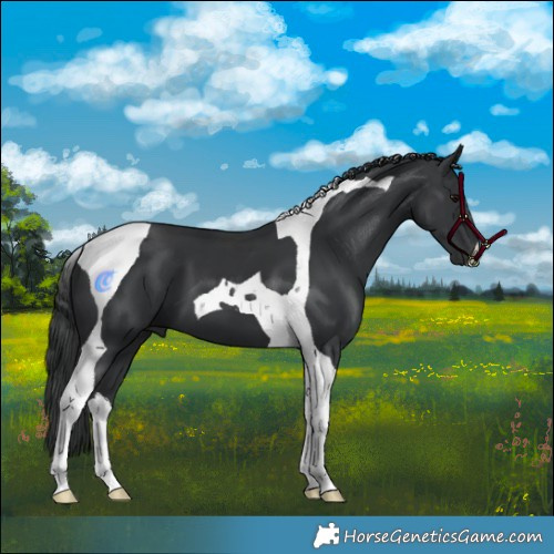 Horse Color:Black Tobiano 