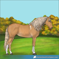 Horse Color:Palomino Tobiano