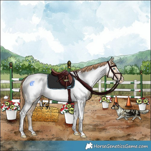 Horse Color:Buckskin Pearl Dun Tobiano Appaloosa Rabicano 