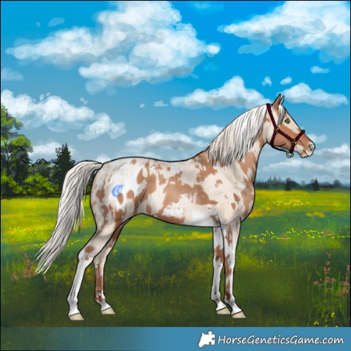 Horse Color:Silver Amber Champagne Tobiano Appaloosa Rabicano  and Silver Sable Cream Champagne Pearl Tobiano Rabicano 