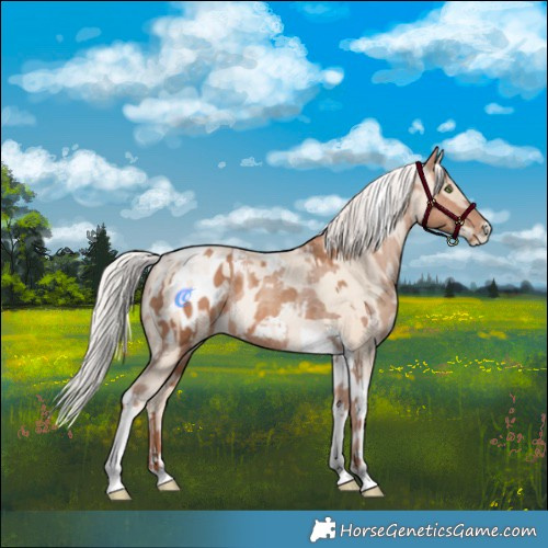 Horse Color:Silver Amber Champagne Tobiano Appaloosa Rabicano  and Silver Sable Cream Champagne Pearl Tobiano Rabicano 