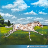 Horse Color:Silver Amber Champagne Tobiano Appaloosa Rabicano  and Silver Sable Cream Champagne Pearl Tobiano Rabicano 