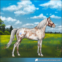 Horse Color:Silver Amber Champagne Tobiano Appaloosa Rabicano  and Silver Sable Cream Champagne Pearl Tobiano Rabicano 