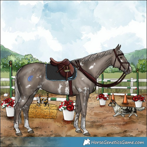 Horse Color:White Spotted Silver Grullo Sabino Rabicano 