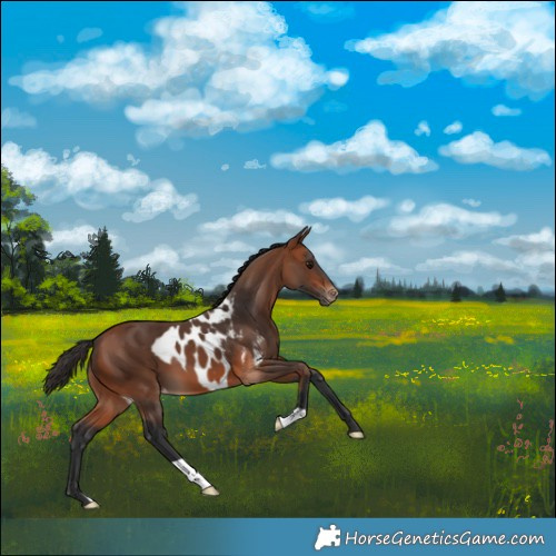 Horse Color:Bay Skewed Appaloosa 