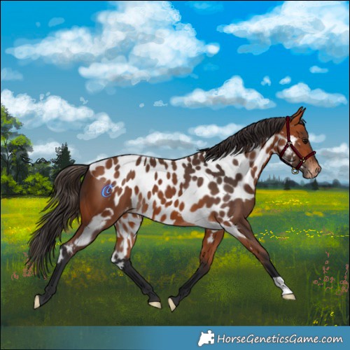 Horse Color:Bay Skewed Appaloosa 