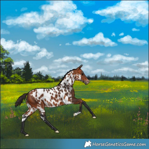 Horse Color:Bay Skewed Appaloosa 