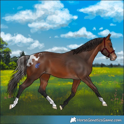 Horse Color:Bay Skewed Appaloosa 