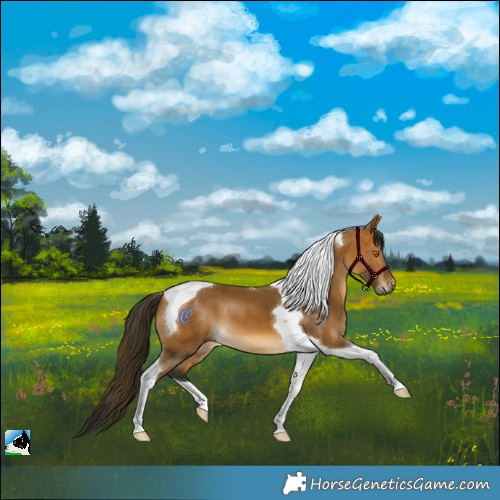 Horse Color:Gray Buckskin Tobiano 
