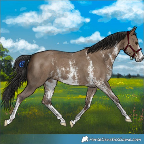 Horse Color:Gray Liver Red Dun Sabino 