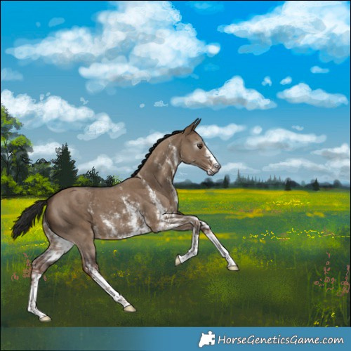 Horse Color:Gray Liver Red Dun Sabino 