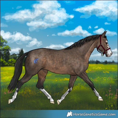 Horse Color:Brown Dun Brindle