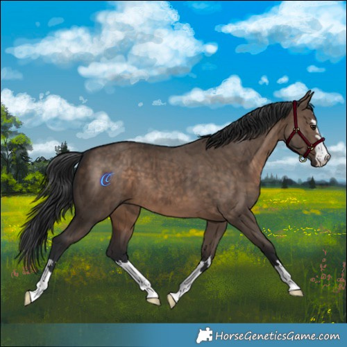 Horse Color:Brown Dun Brindle 