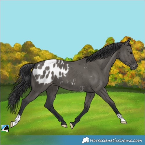 Horse Color:Grullo Appaloosa Brindle