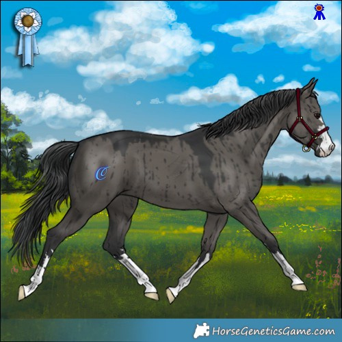 Horse Color:Grullo Brindle 