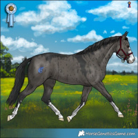 Horse Color:Grullo Brindle 