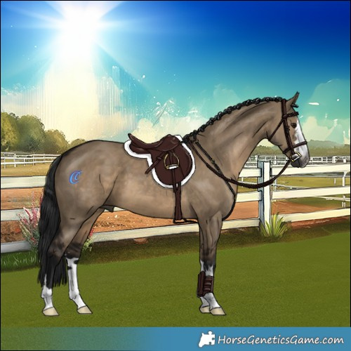 Horse Color:Gray Brown Dun 