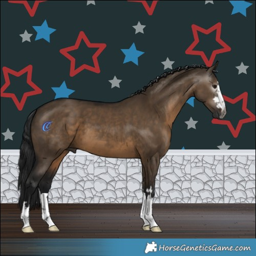 Horse Color:Gray Brown Dun 