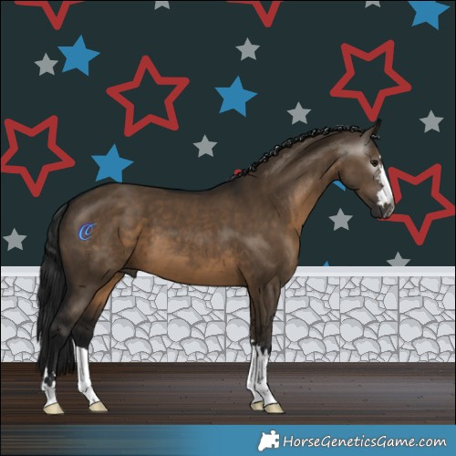 Horse Color:Gray Brown Dun 