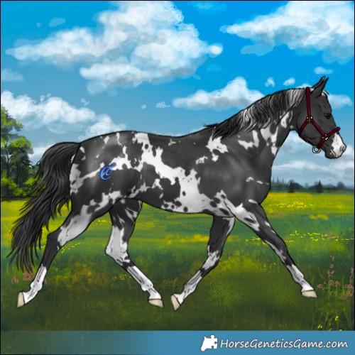 Horse Color:White Spotted Black 