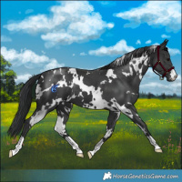 Horse Color:White Spotted Black