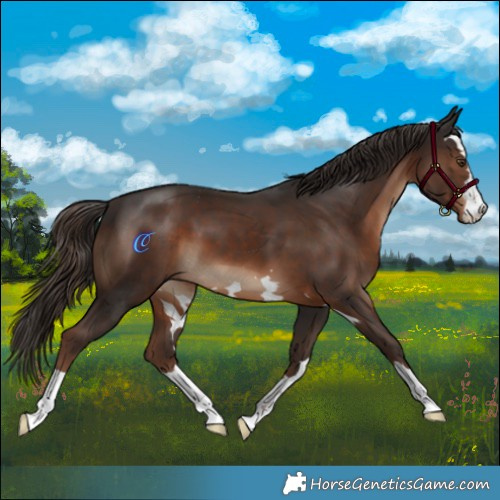 Horse Color:Liver Chestnut 