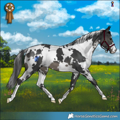 Horse Color:White Spotted Black