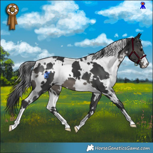 Horse Color:White Spotted Black