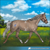 Horse Color:White Spotted Silver Grullo Sabino