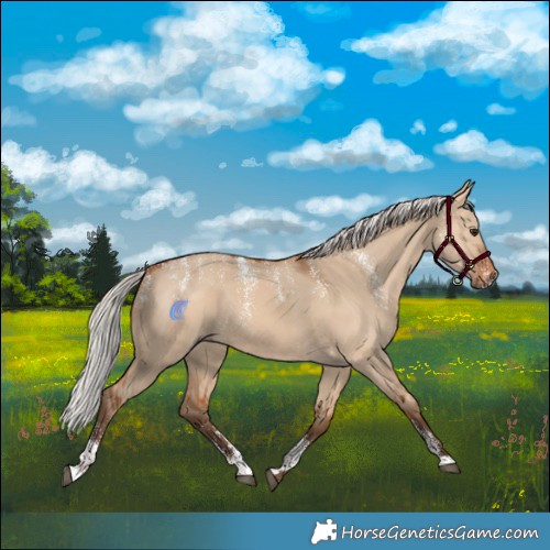 Horse Color:Powder White Silver Bay Dun Rabicano