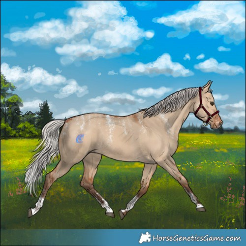 Horse Color:Powder White Silver Bay Dun Rabicano