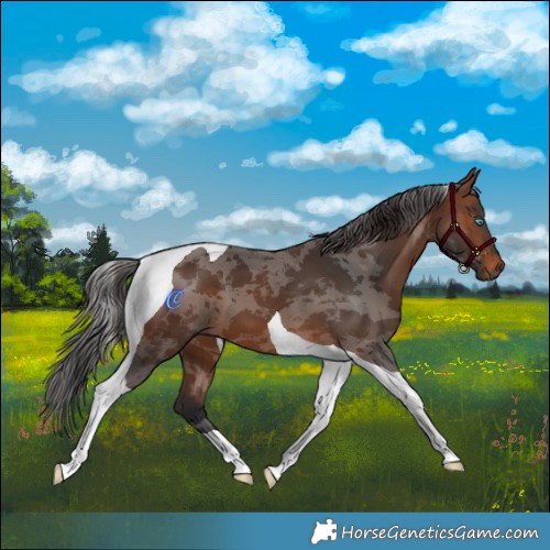 Horse Color:Brown Merle Tobiano