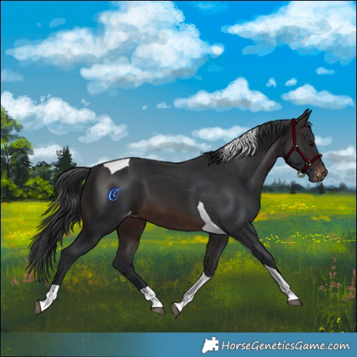 Horse Color:Brown Tobiano Skewed Appaloosa 