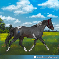 Horse Color:Brown Tobiano Skewed LP Spotted 