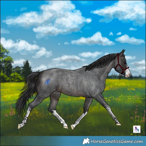 Horse Color:White Spotted Brown Roan Skewed Appaloosa 