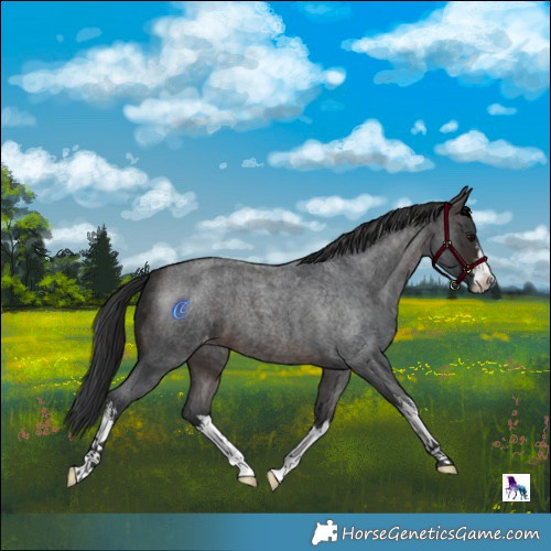 Horse Color:White Spotted Brown Roan Skewed LP Spotted 
