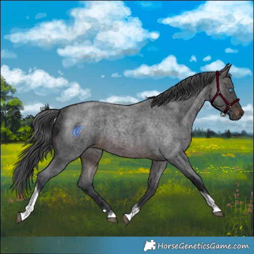 Horse Color:Brown Roan Merle Tobiano 