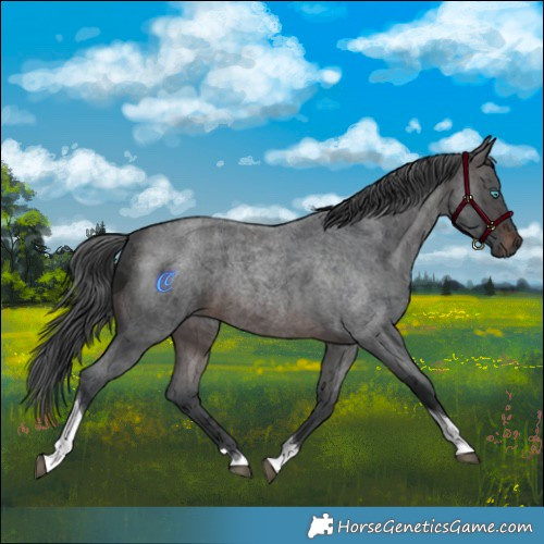 Horse Color:Brown Roan Merle Tobiano 