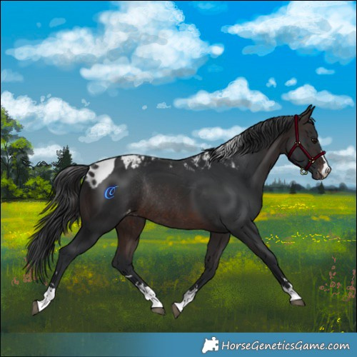 Horse Color:Brown Skewed Appaloosa Rabicano 