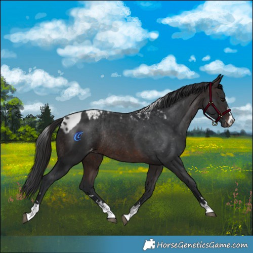 Horse Color:Brown Skewed LP Spotted Rabicano