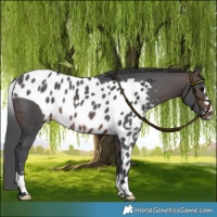 Horse Color:Brown Merle Skewed LP Spotted Rabicano 