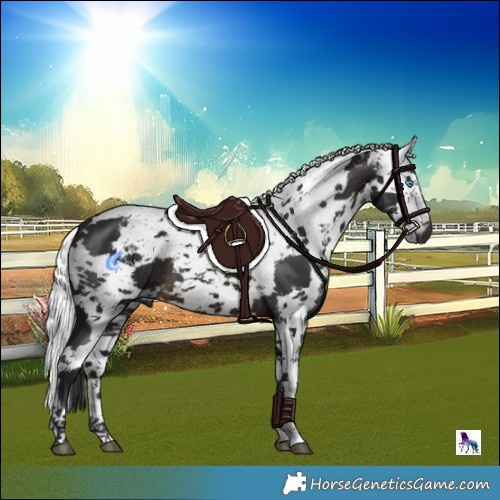 Horse Color:Brown Harlequin Merle Tobiano