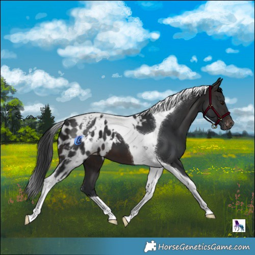 Horse Color:Brown Tobiano Skewed LP Spotted 