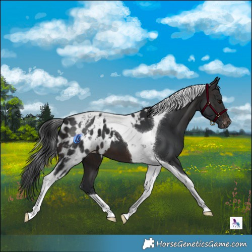 Horse Color:Brown Tobiano Skewed Appaloosa 