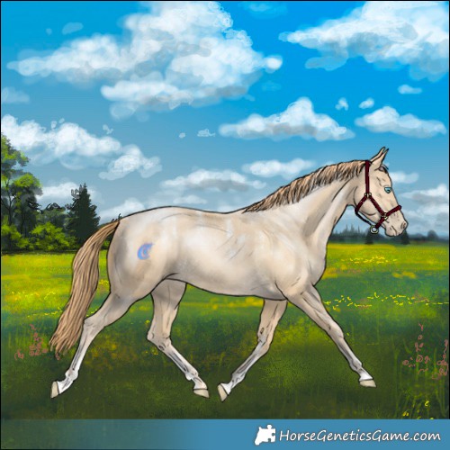 Horse Color:Powder White Buckskin Pearl Rabicano 