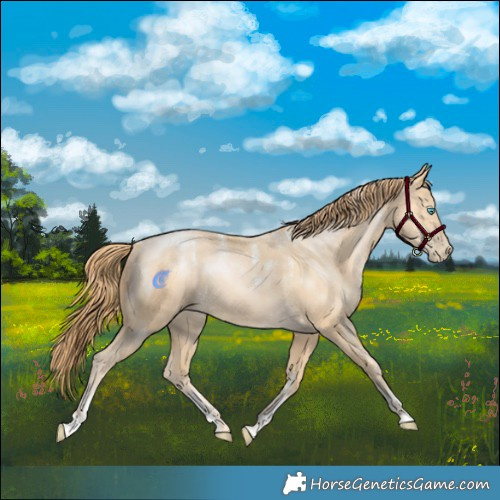 Horse Color:Powder White Buckskin Pearl Rabicano