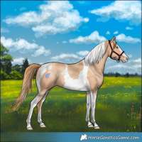 Horse Color:Gold Champagne Tobiano Blanket Rabicano 