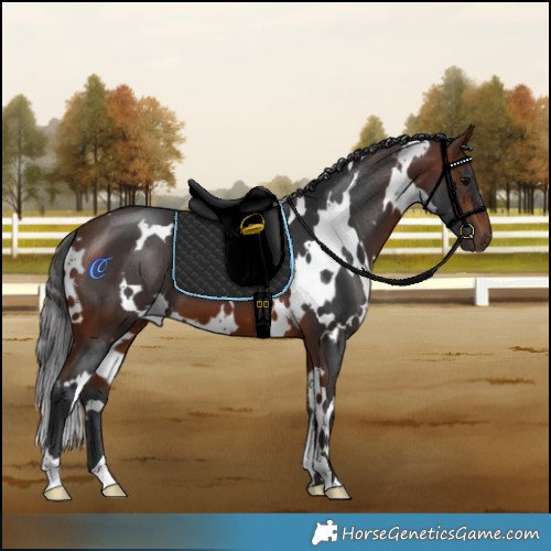 Horse Color:White Spotted Bay 